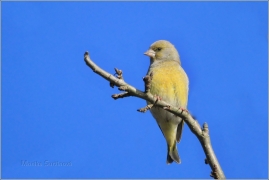 <p>ZVONEK ZELENÝ (Carduelis chloris) (European greenfinch - Grünfink/</p>